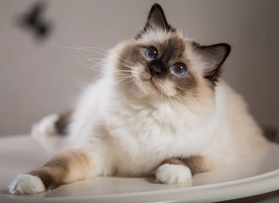 9 Cutest Cat Breeds in 2024